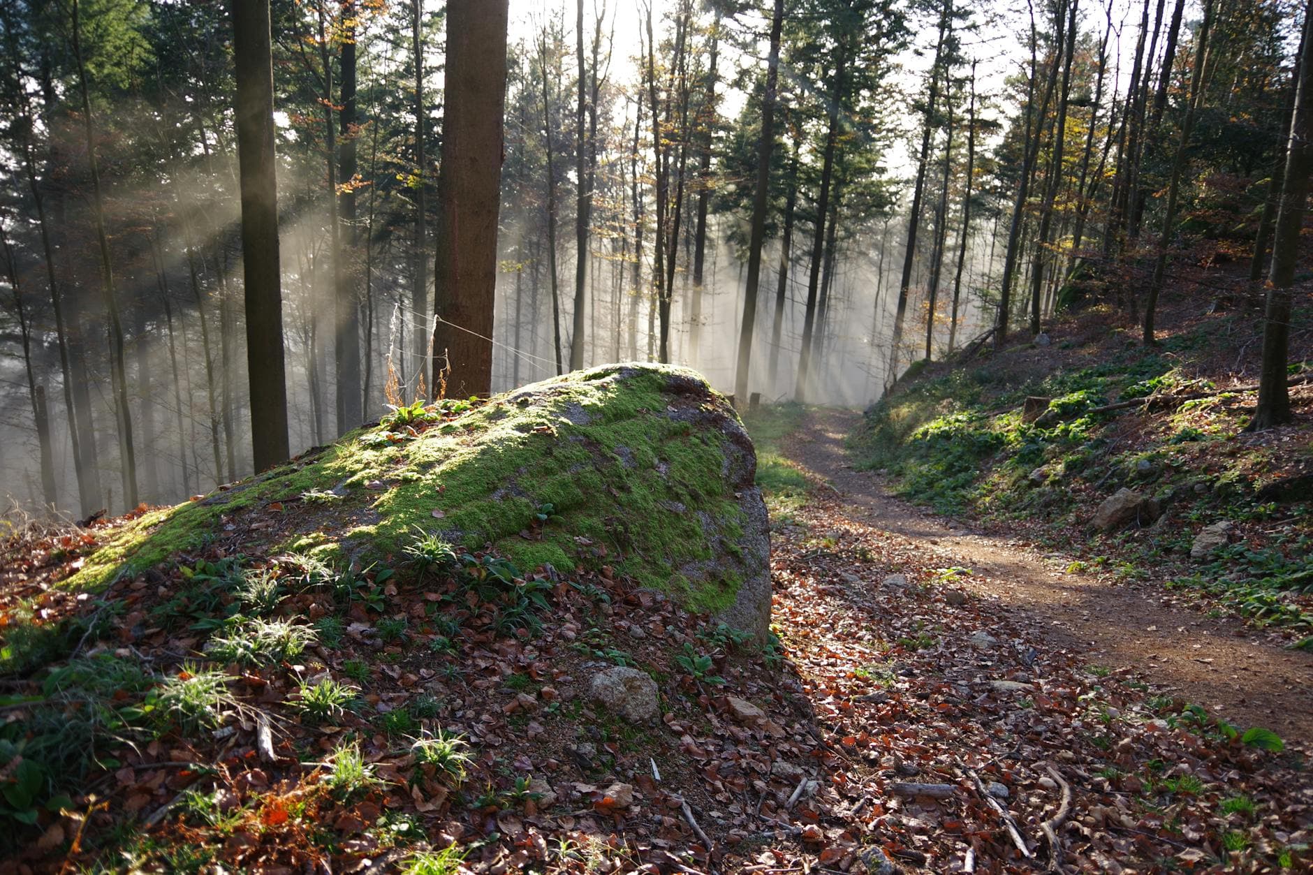 Vor-Weihnachtsspaziergang
