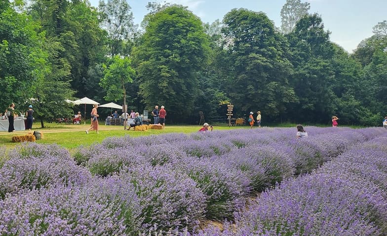 4. Schrattenthaler Lavendelfest mit AbendLive Act