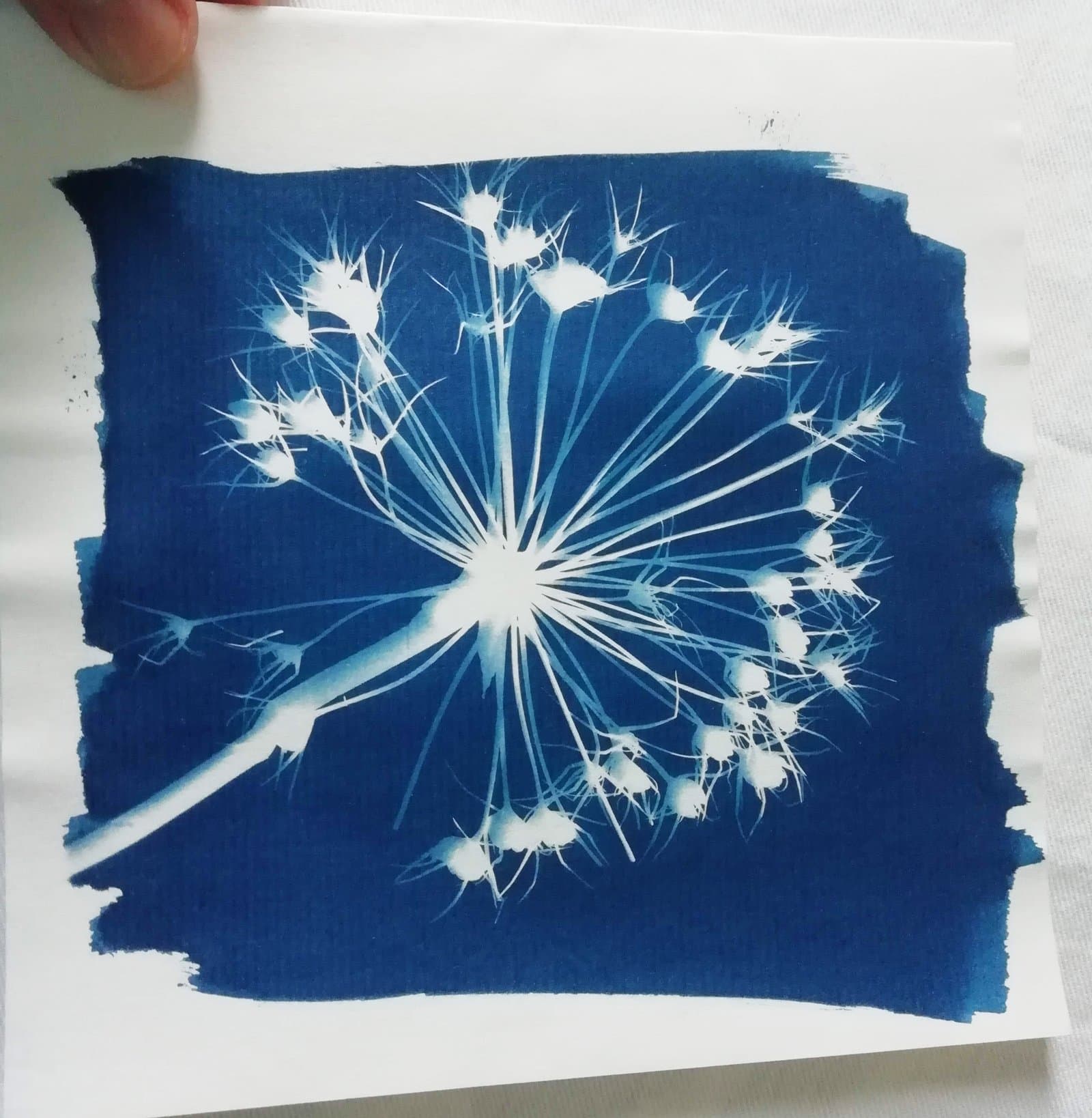 Blau machen mit Cyanotypie im August