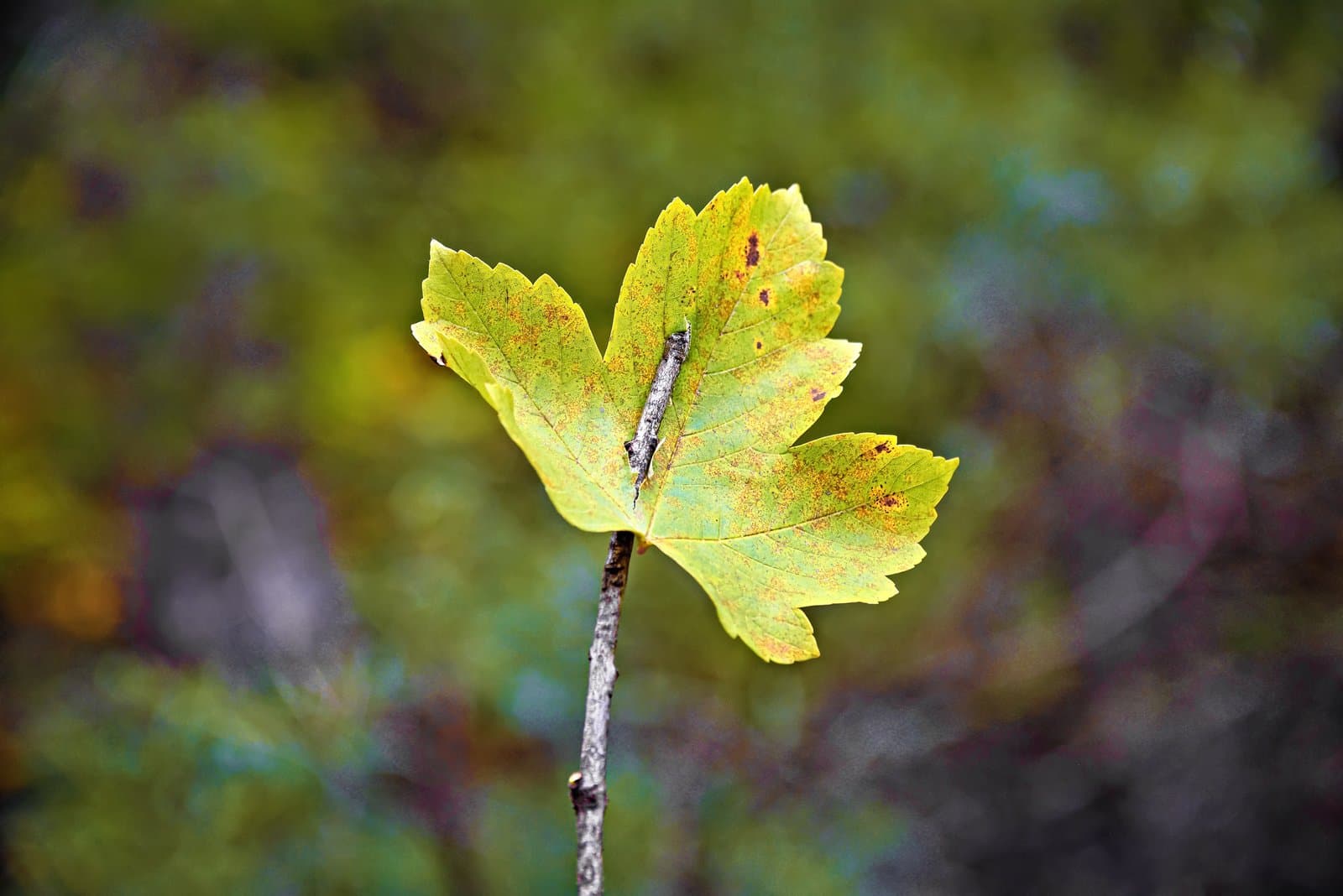 Workshop: »LANDART« in der Antheringer Au