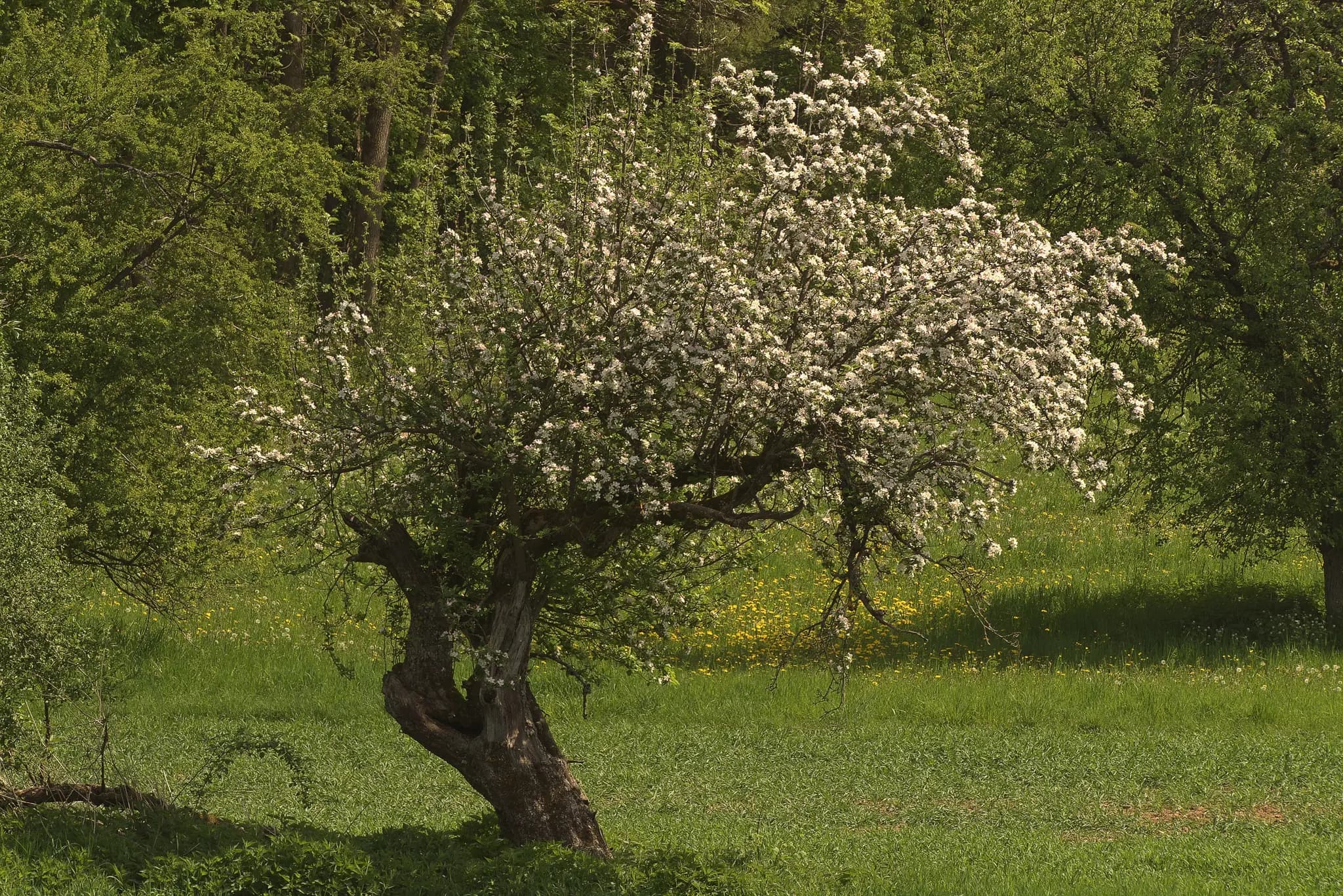 Tag der Offenen Galerie im Obstgarten in Bildein