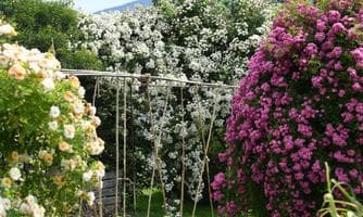 Tag der offenen Gartentür "Rosenblüte" in Straden