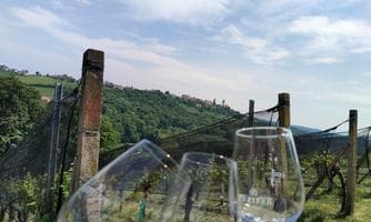 Weintour der Sinne in St. Anna/Aigen