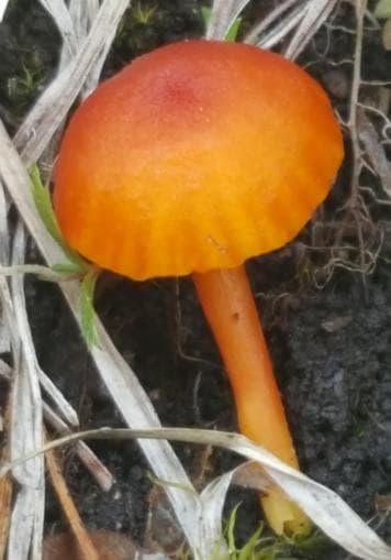 Exkursion - Pilze