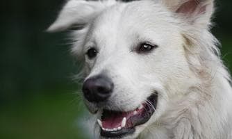 chkundenachweis für Hundehalter