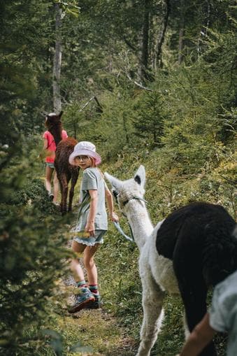 Kinderaktivität: Lass dich von Alpakas und Lamas verzaubern