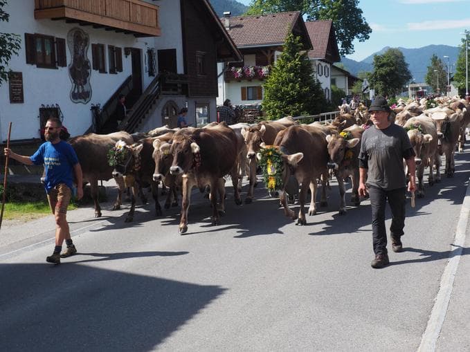 Almabtrieb in Vils
