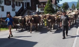Almabtrieb in Vils