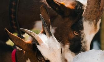 Almtag mit Ziegenwanderung