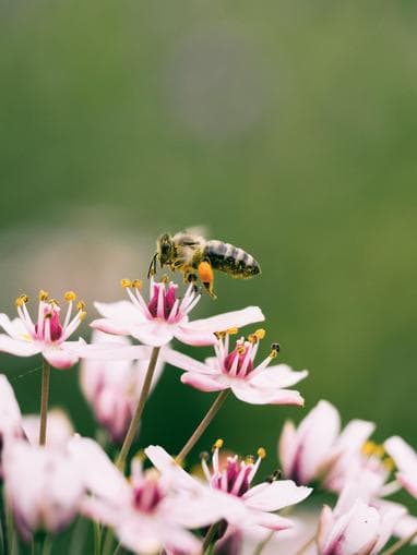 Kinderaktivität: Bienen - erleben und verstehen