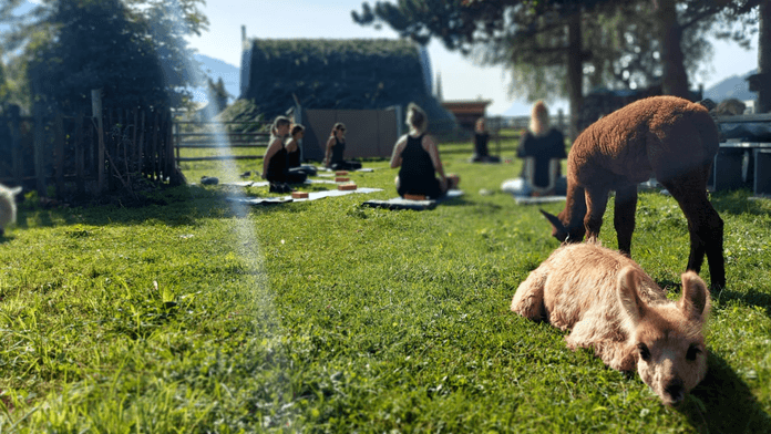Lamaste - Yoga mit Alpakas & Lamas