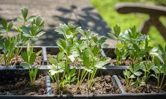 Biofest mit Pflanzenmarkt in Langeck