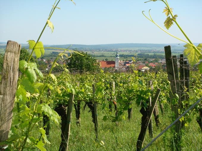 Martini Weinsegnung
