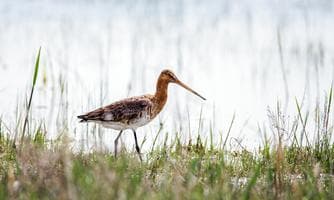 Grenzenlos - der Naturraum Neusiedler See