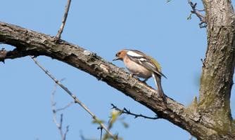 Vogelexkursion im Naturpark Weinidylle