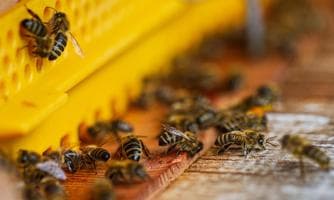 Tag der offenen Tür beim Bio Bienenhof Schmidt