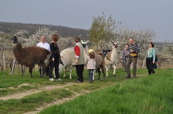 Wanderung mit Lamas und Speck braten