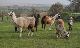 Wandern mit Lamas und Brettljause mit Getränken