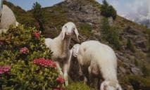 Genusstag "Ennstal Lamm"