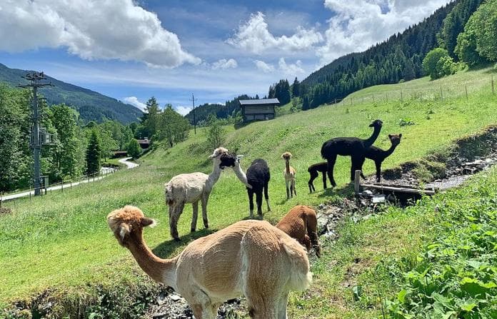 Meet, Greet & Walk mit Alpakas