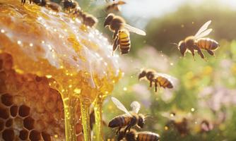 Honig & Bienen erleben in der Bio-Imkerei Allesch
