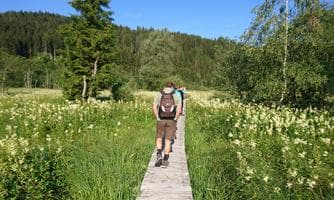 Das Hörfeldmoor: unvergleichliche Artenvielfalt