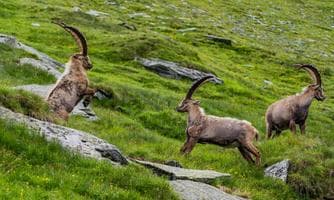 König der Alpen - Steinbockbeobachtung im Bann des Großglockners