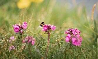 Verbunden Natur erkunden - Artenbestimmung mit dem Smartphone