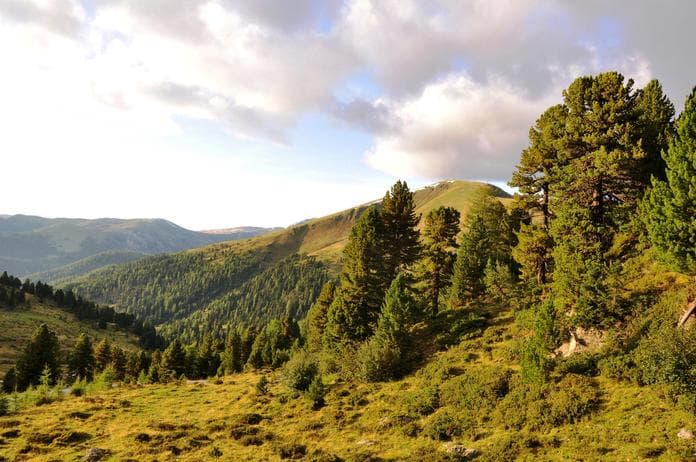 Zirbenwanderung