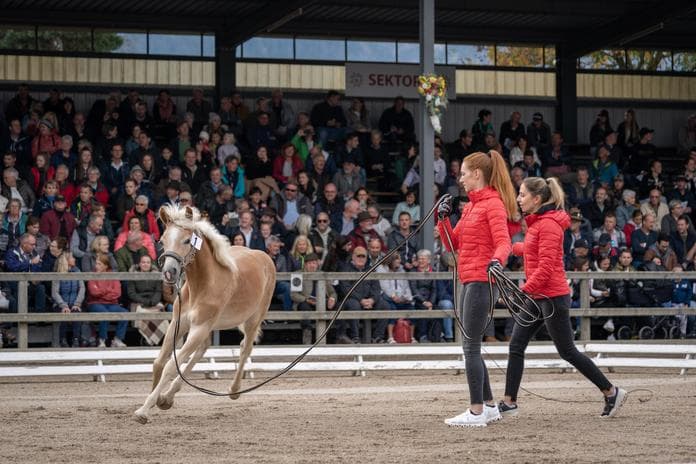 60. Tiroler Haflinger Stutfohlen Auktion