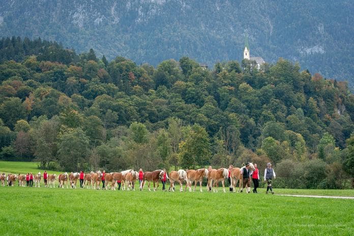 Hengstalmabtrieb