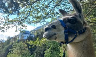 Spaziergang mit den Schlosslamas