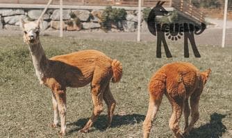 Meet & Feed mit den Kuenzhof Alpakas & Lamas