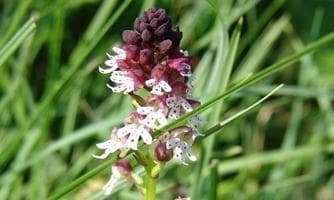 Heimische Orchideen