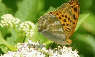 Fliegende Edelsteine - Tagfalter