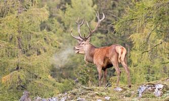 Hirschlos´n - Hirschbrunft im Nationalpark