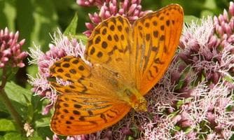 Fliegende Edelsteine - Tagfalter