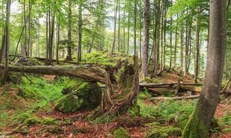 Eintauchen in urige Wälder