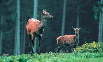 Im Tal der Rotwildes