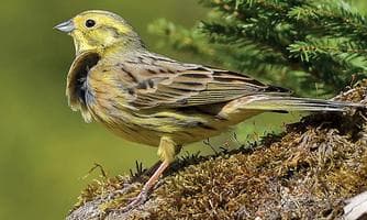 Wer singt denn da? - Vogelstimmen leicht gemacht