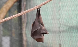 Fledermäuse - Kobolde der Nacht