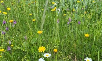 PHYTOTHERAPIE – DIE KRAFT DER KRÄUTER