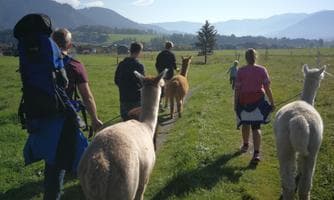 Alpaka Wanderung mit Erlebnisfaktor