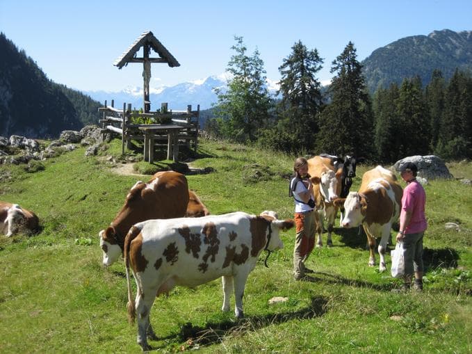 Aufg`spüt auf der Kallbrunnalm