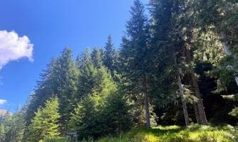 Geführter Spaziergang: Wald - Stille und ich