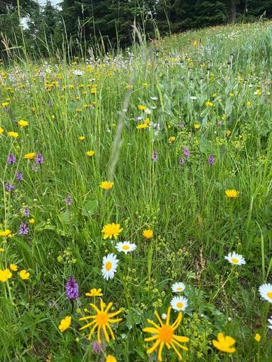 PHYTOTHERAPIE – DIE KRAFT DER KRÄUTER