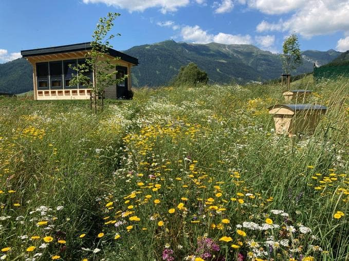 Apiorium - Bienenstockluft als Atemwegs-Therapie
