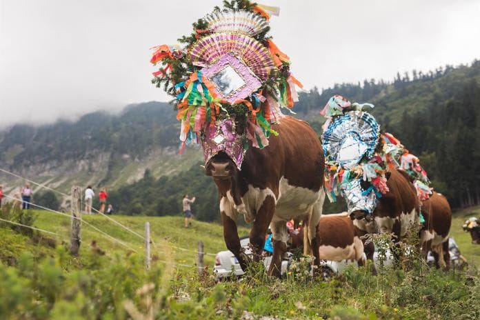 Almabtrieb von der Gruberalm und Genneralm