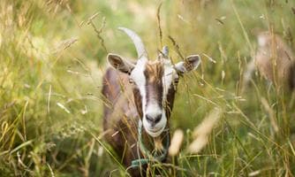 Ziegenwanderung