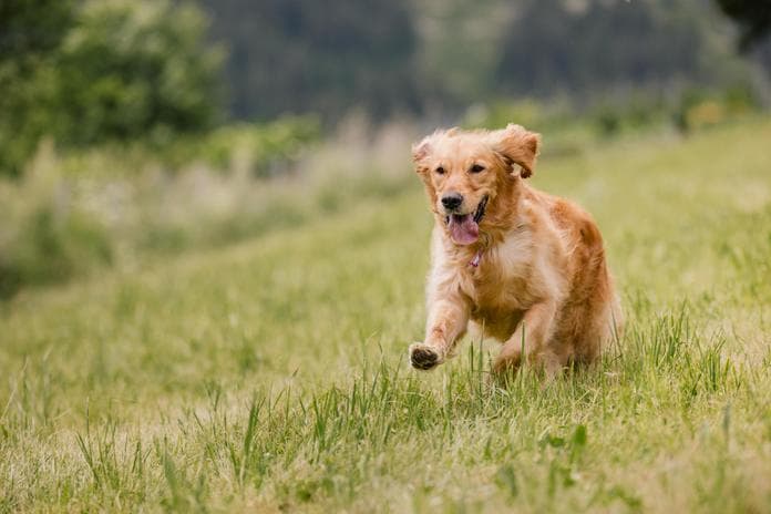Hunde-Trainingswoche - Social Fitness Walk